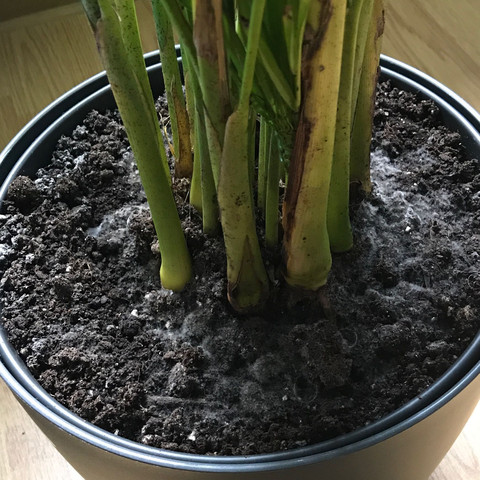 Blumenerde test Blumenerde test