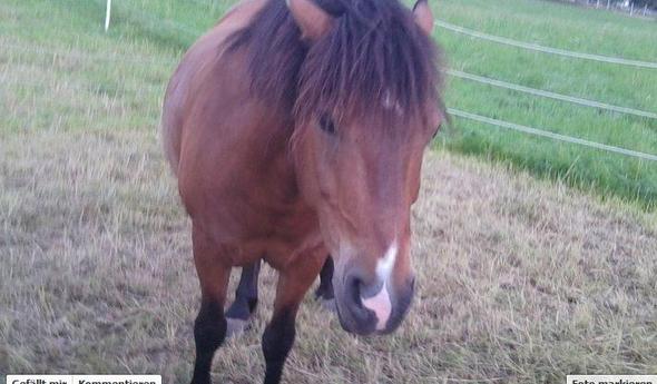 Samson - (Pferde, Pony, Pferderassen)