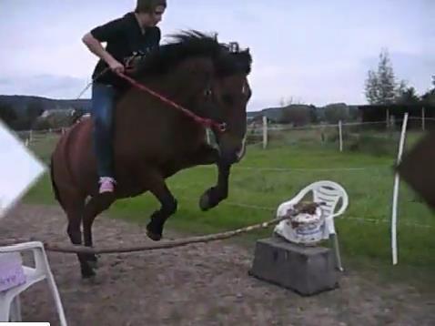 Die ersten sprungversuche ohne sattel & zaumzeug... - (Pferde, Pony, Pferderassen)