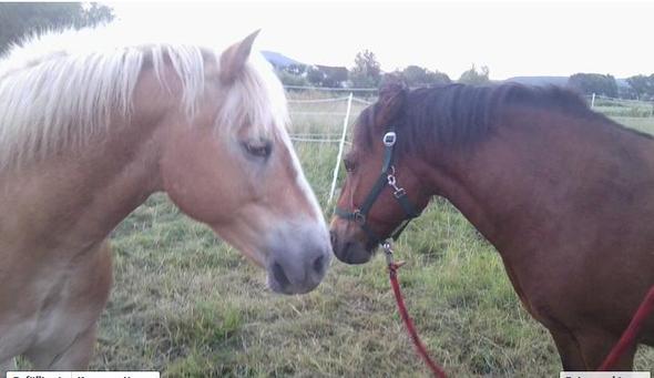 Gismo & samson. - (Pferde, Pony, Pferderassen)