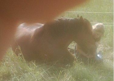 :) ich auch mit drauf. - (Pferde, Pony, Pferderassen)
