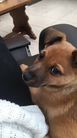 Unser kleiner Hachi - (Hund, Welpen)