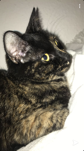 Was Ist Meine Katze Fur Eine Katze Rasse