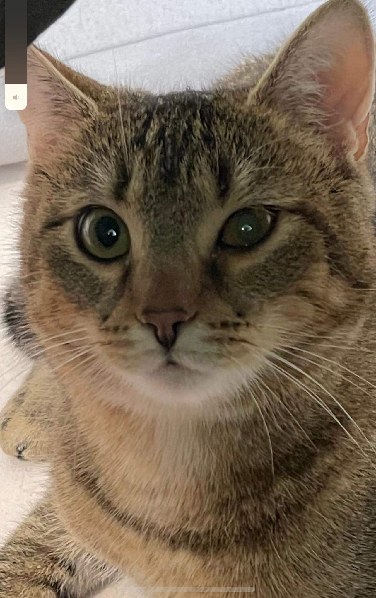 Was ist mit dem Auge meiner Katze? (Tiere, Arzt, Krankheit)
