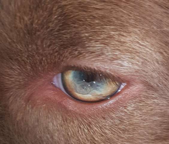 Was ist mit dem Auge von meinem Hund los? (Tiere, Augen, Verletzung)