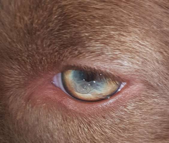 was ist mit dem auge von meinem hund los tiere augen verletzung