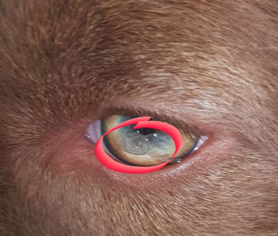 Was ist mit dem Auge von meinem Hund los? (Tiere, Augen, Verletzung)