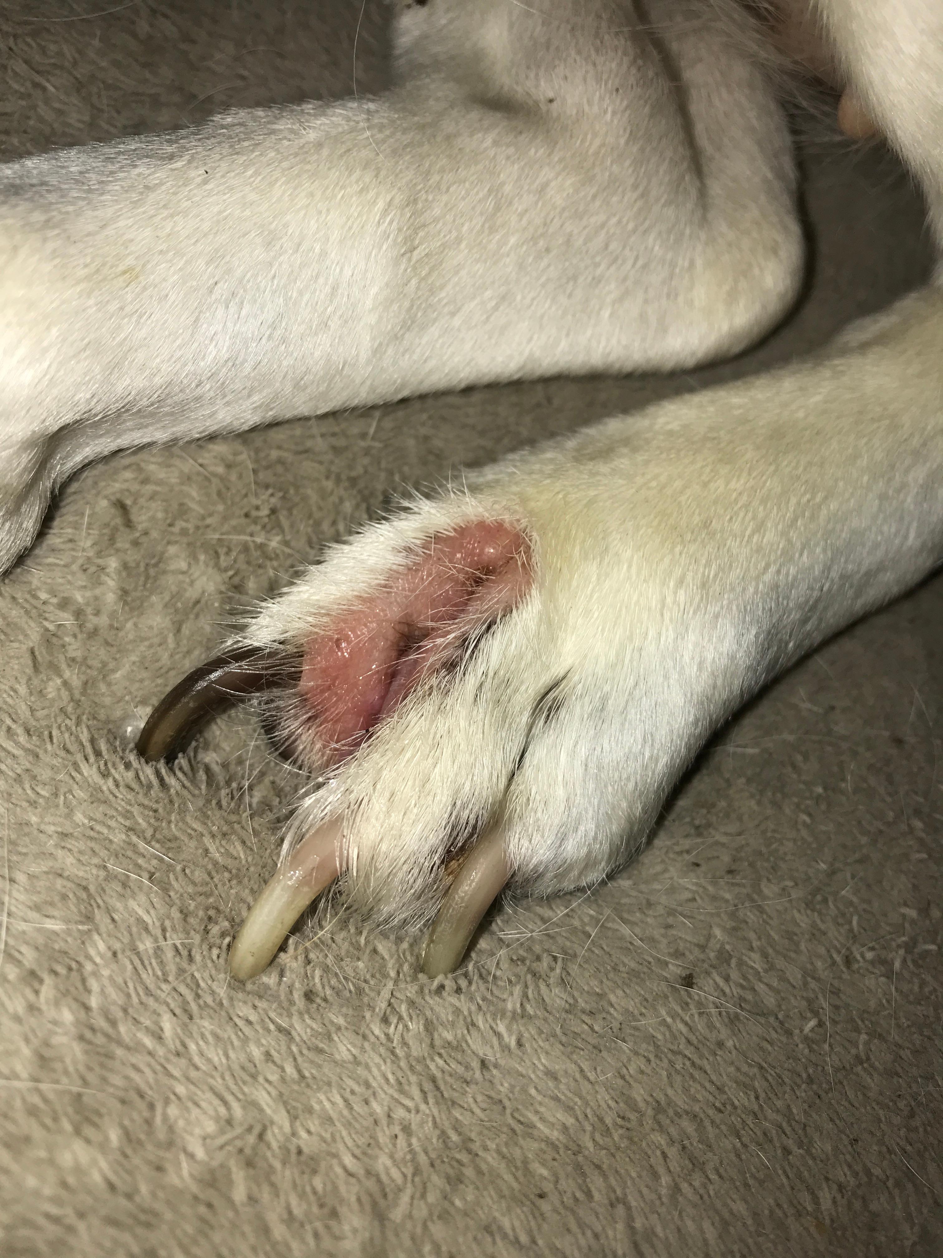 Was ist mit dem Fuß meiner Hündin passiert? (Hund, Krebs) Was ist mit dem Fuß meiner Hündin passiert? (Hund, Krebs)