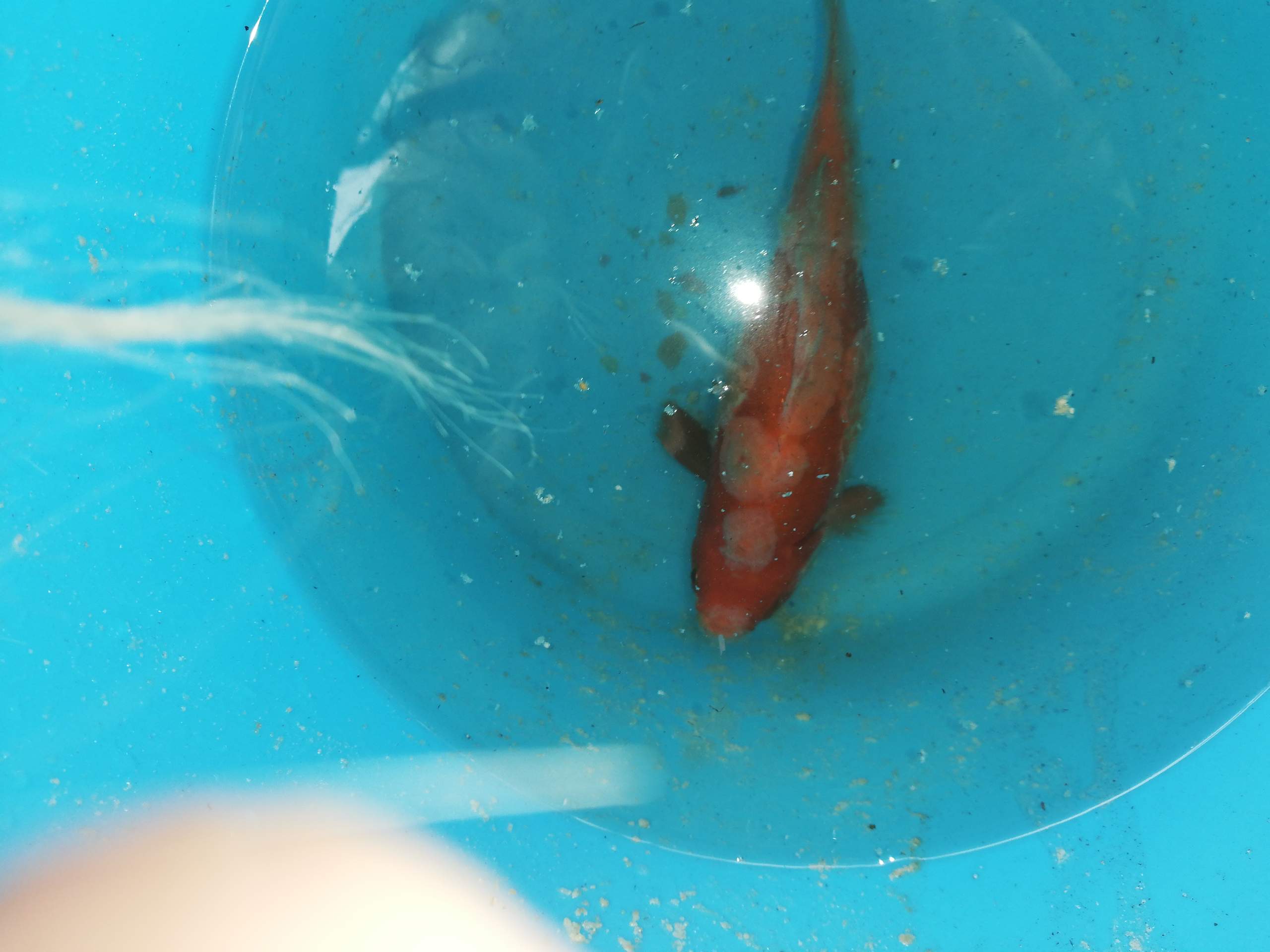 Was ist mit dem Goldfisch los? (Goldfische, Fischkrankheiten, Teichfische)