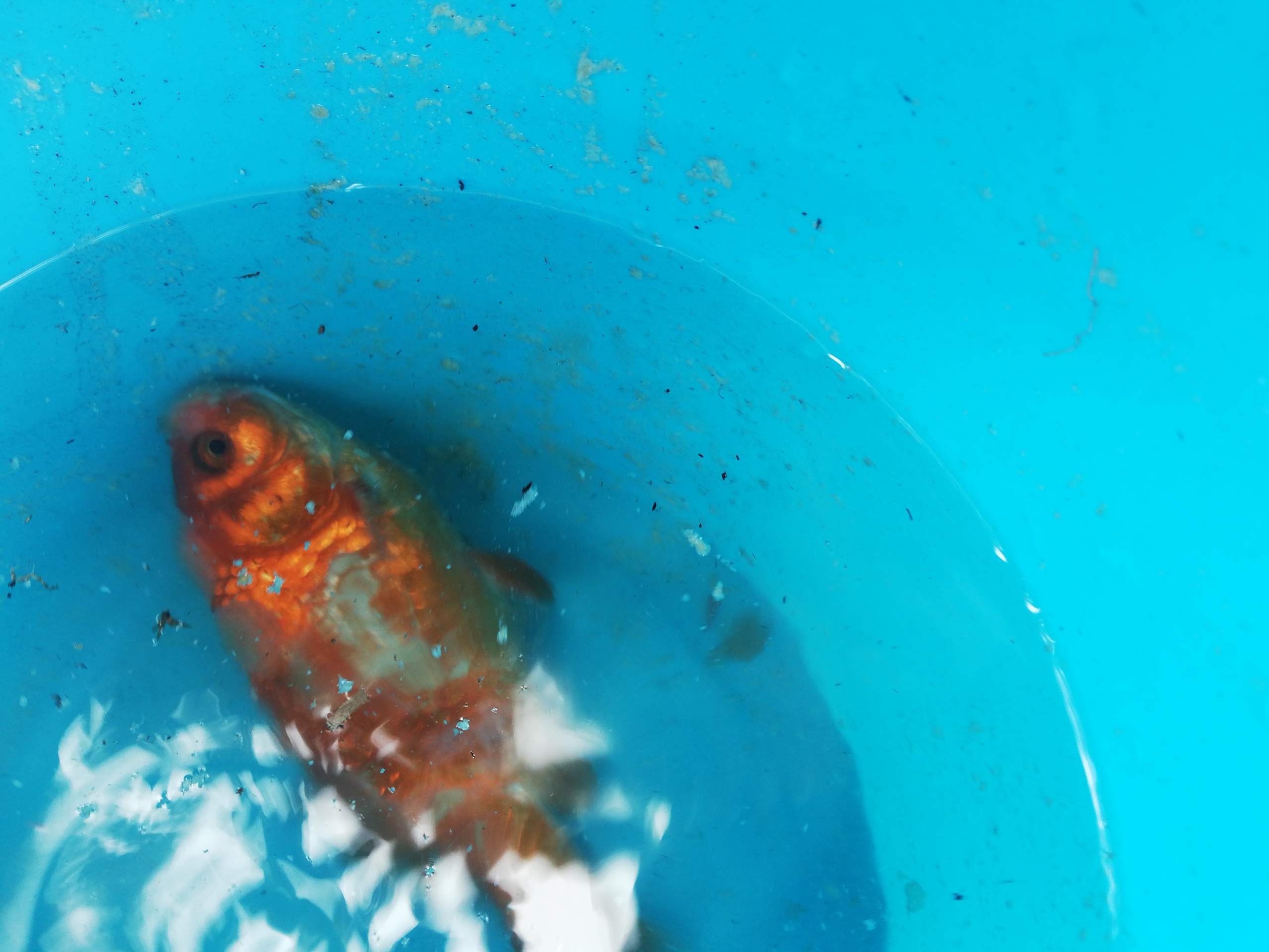 Was ist mit dem Goldfisch los? (Goldfische, Fischkrankheiten, Teichfische)