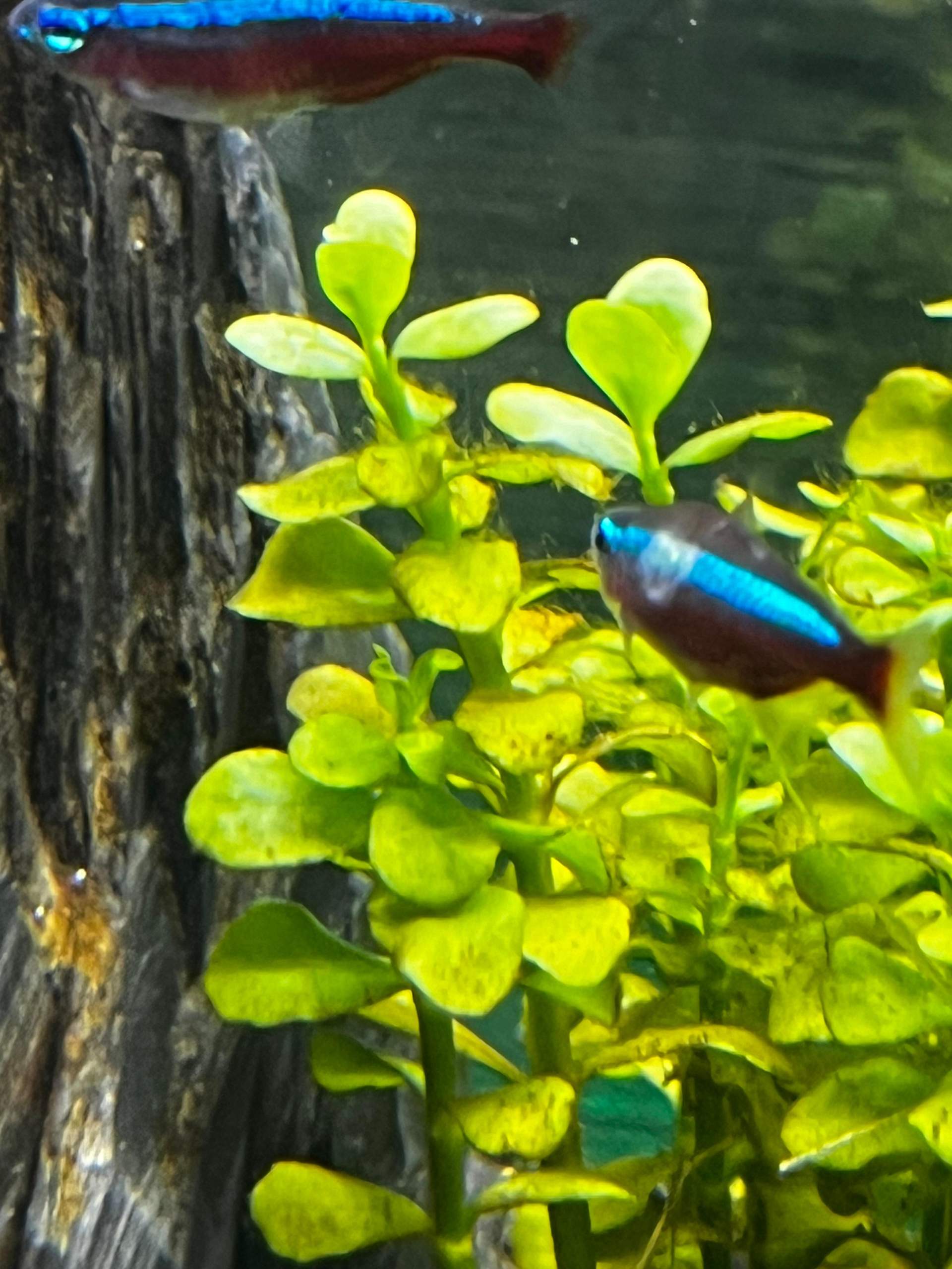 Was ist mit dem Neon? (Krankheit, Wasser, Aquarium)