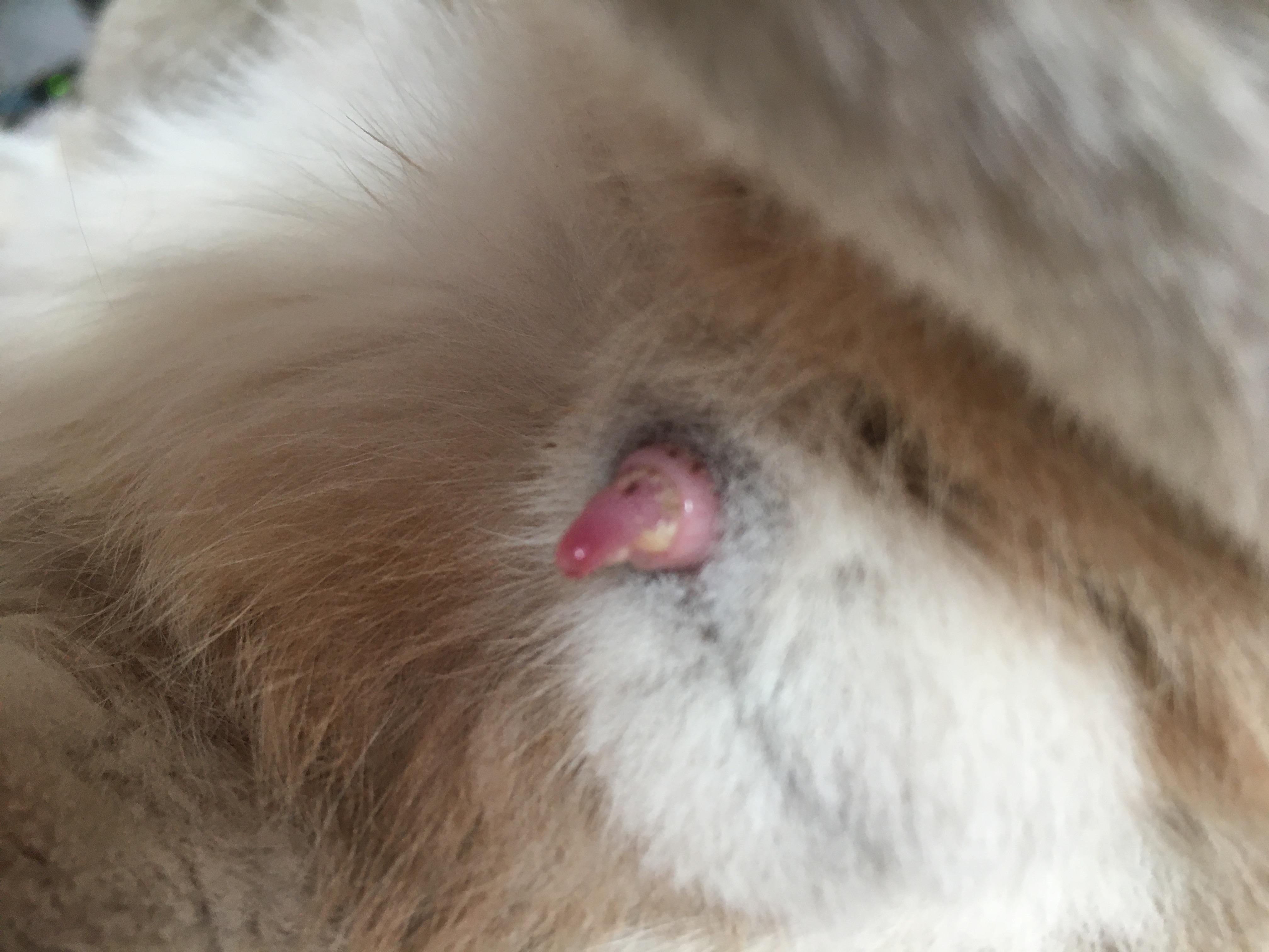 was ist mit dem penis von mein kater tiere katze katzen