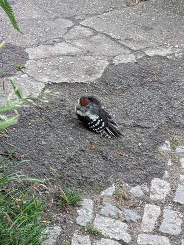 Bild zum Beitrag