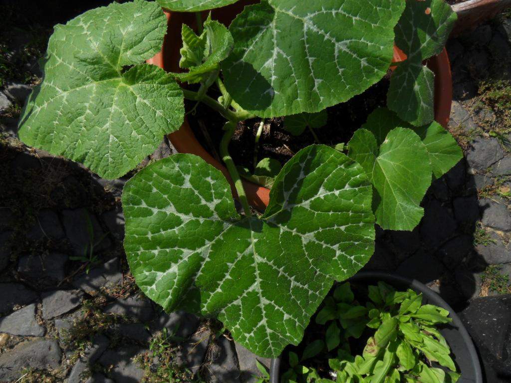 Was ist mit den Blättern los? (Garten, Blätter, Kürbis)