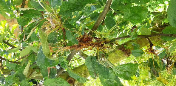 - (Computer, Pflanzen, Garten)