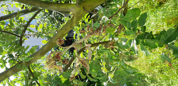 - (Computer, Pflanzen, Garten)