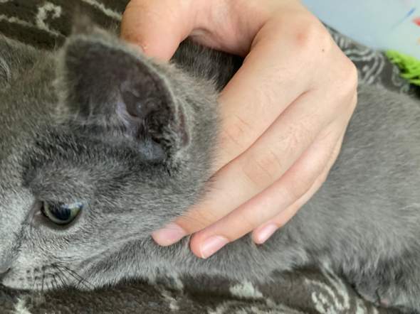 Was ist mit den Ohren von meinem Kater :0 hilfe? (Katze, Ohr, katzenohren)