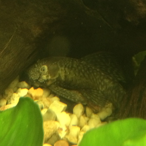 was ist mit diesem antennenwels los? (Krankheit, Haut, Aquarium)