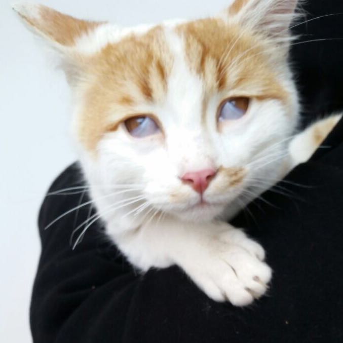 was ist mit dieser katze bild tiere haustiere katzen