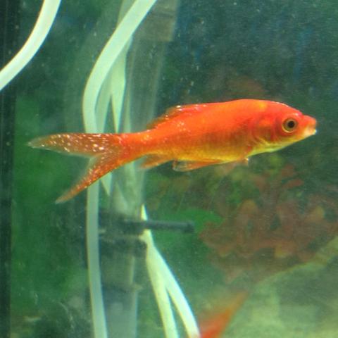 Fische - (krank, Fische)