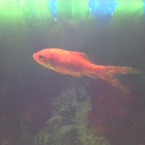 Fische - (krank, Fische)