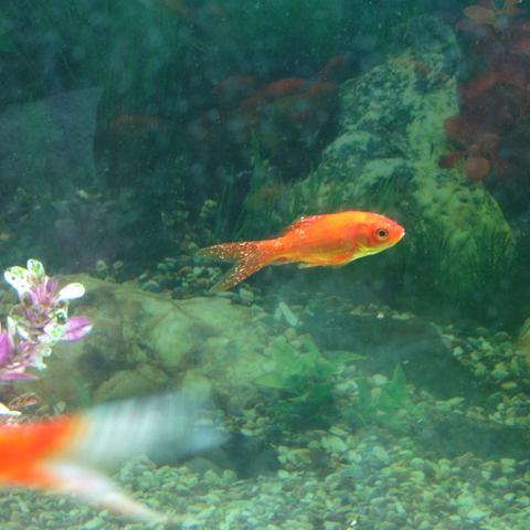 Fische - (krank, Fische)