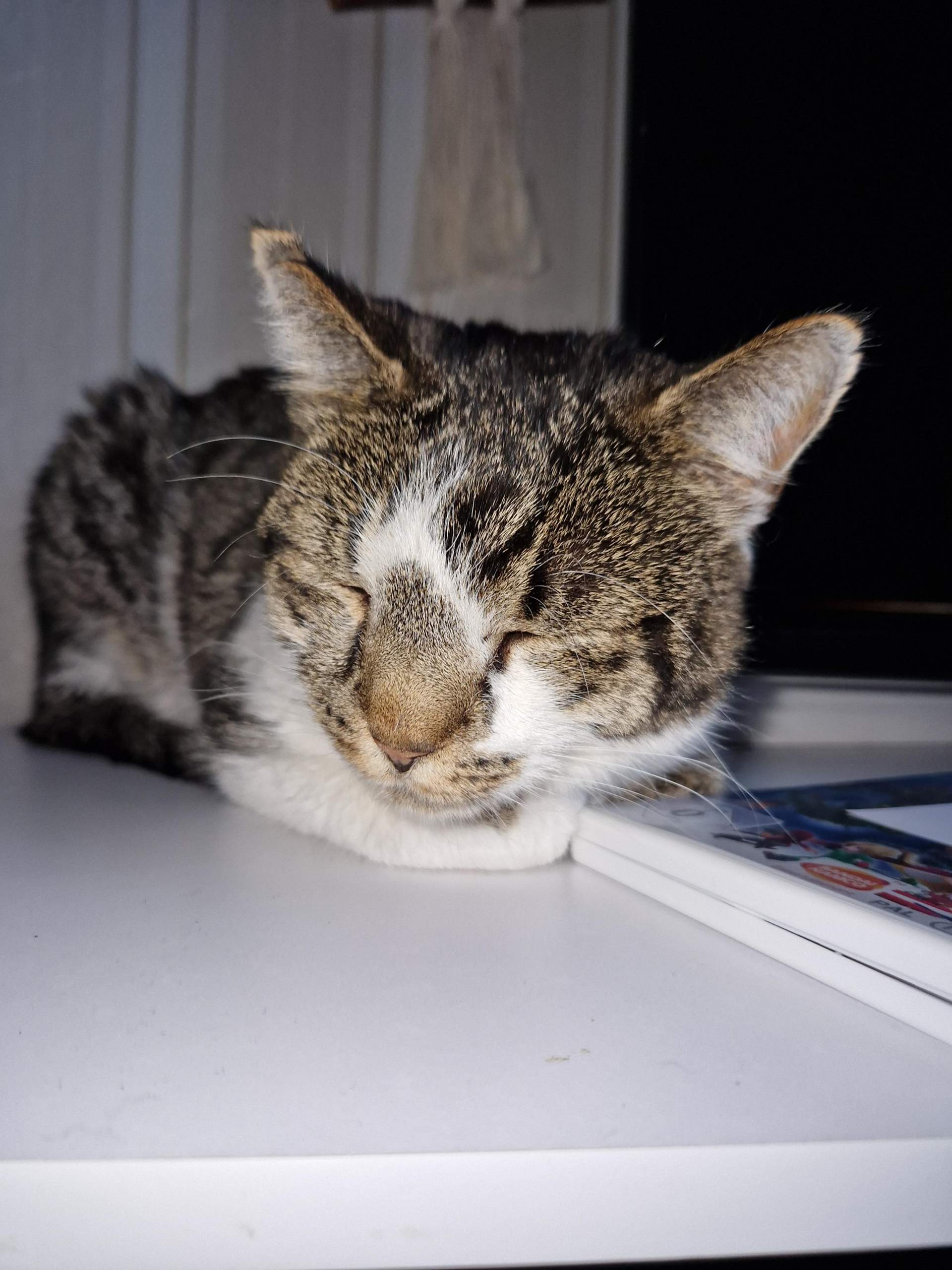 Was ist mit mein Kater? (Tierarzt, Tiergesundheit, miauen)