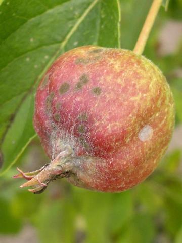 Frucht - (Krankheit, Garten, Baum)