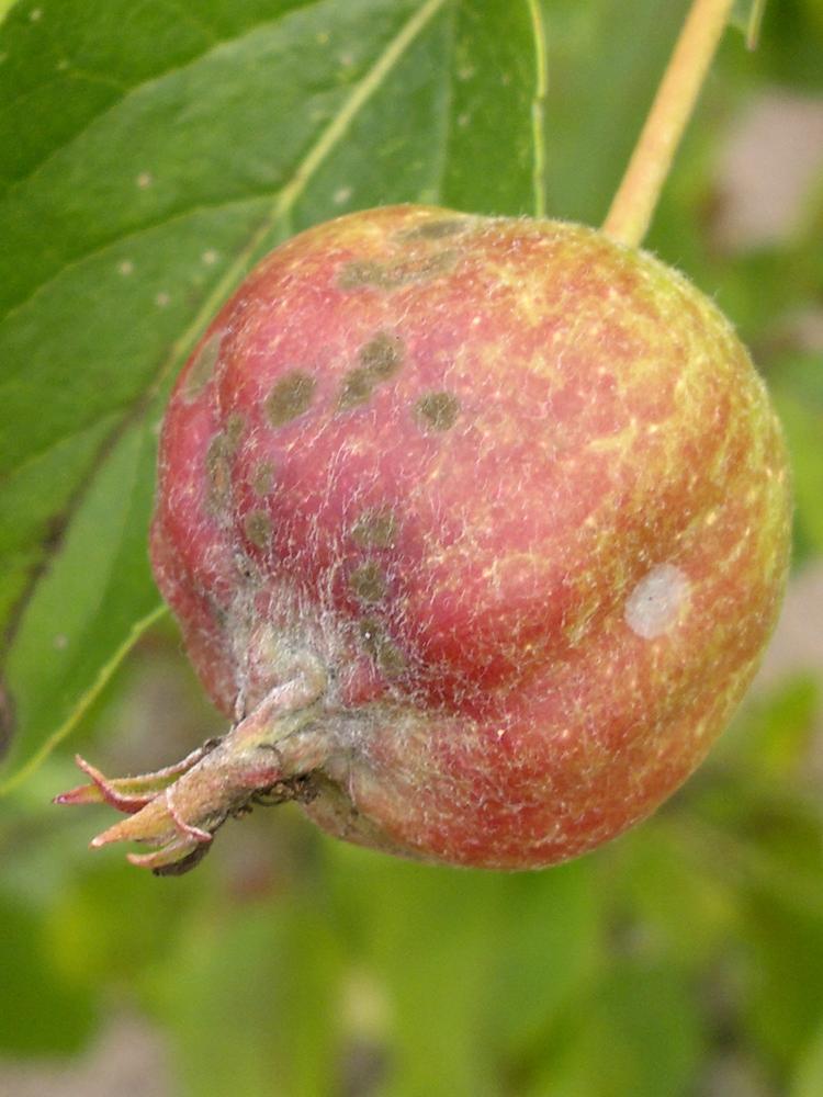 Was ist mit meinem Apfelbaum? (Bilder inc.) (Krankheit