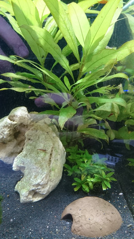 Große Pflanze mit Schäden - (Tiere, Aquarium, Aquaristik)