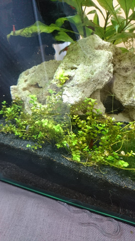 kleinere Pflanze, die Stängel/Blätter verliert - (Tiere, Aquarium, Aquaristik)
