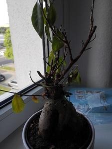 Was ist mit meinem Bonsai (Ficus Microcarpa Ginseng)?