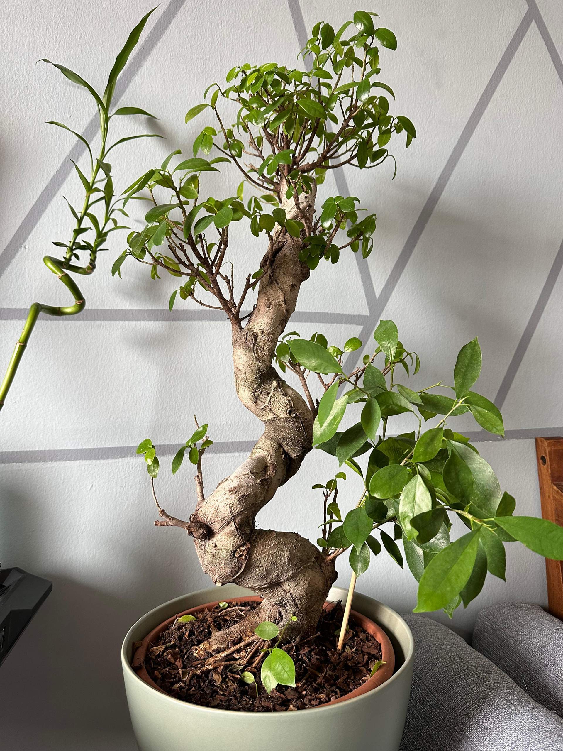 Graviola Soursop Samen 90 Stck  Zimmerpflanze, Bonsai, Kbelpflanze,  Exotische Deko Winterharte Kbelpflanzen