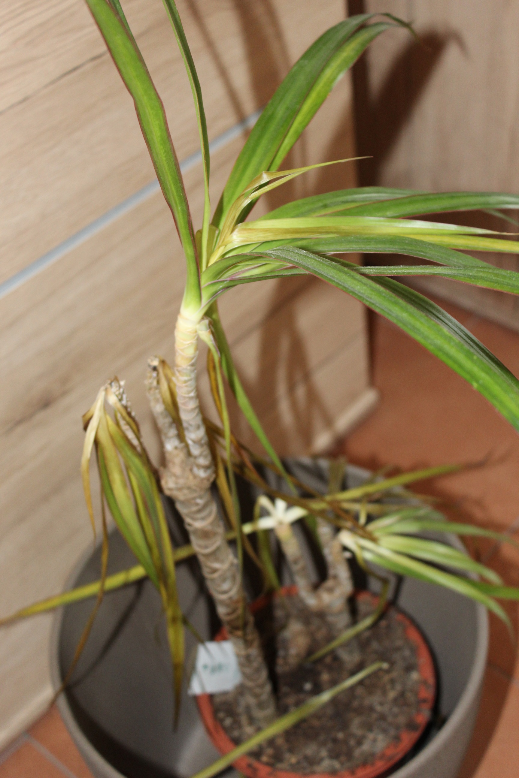 Was ist mit meinem Drachenbaum (Dracaena) los? (Pflanzen, Zimmerpflanzen, Gärtner)