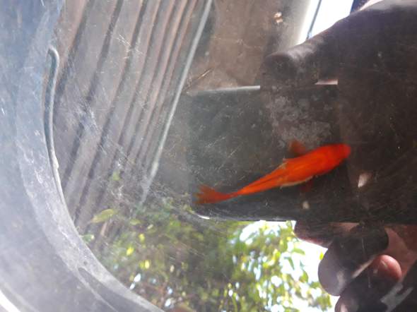 - (Tiere, Krankheit, Fische)