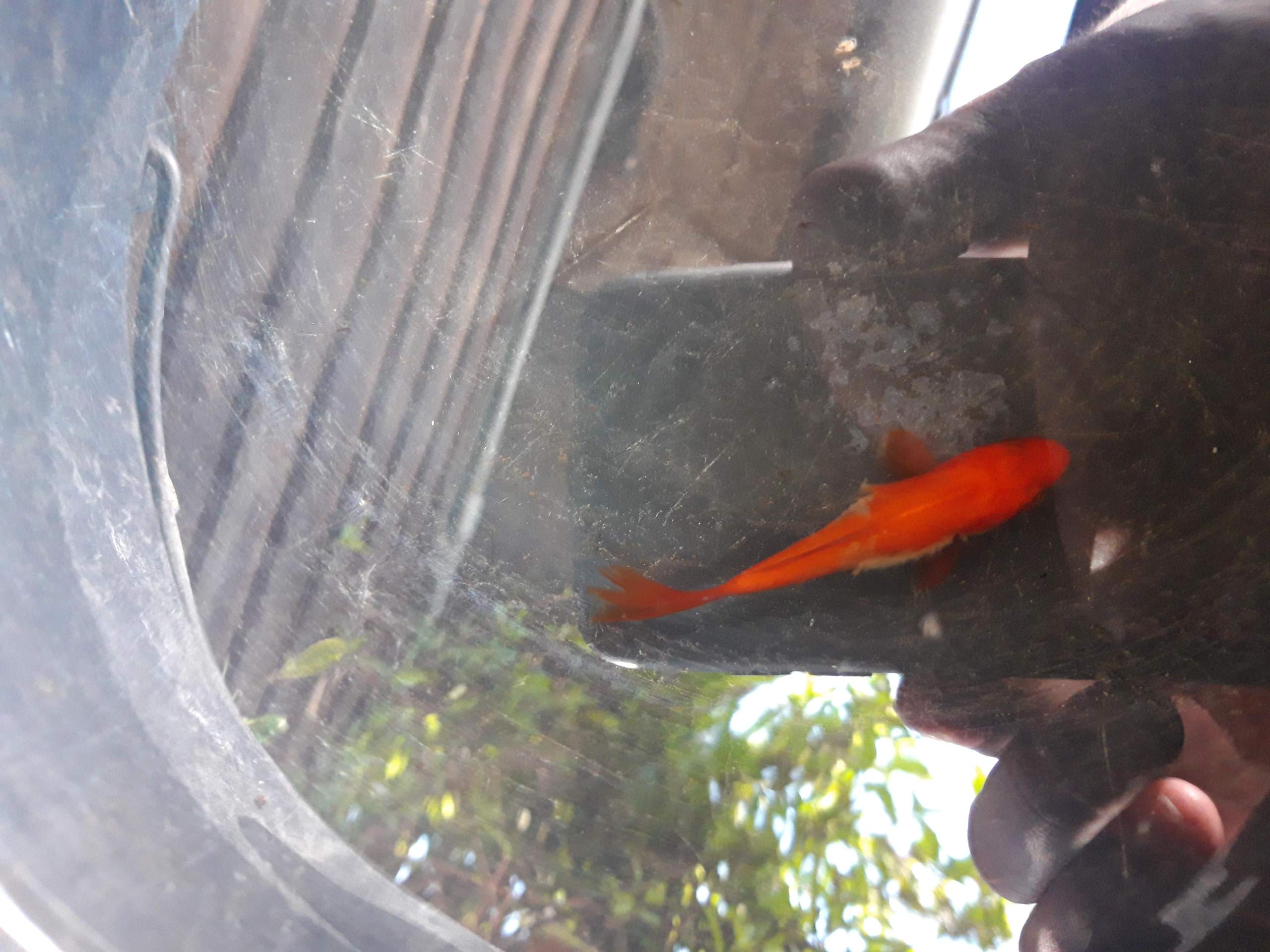 Was ist mit meinem Goldfisch und ist es ansteckend? (Tiere, Krankheit