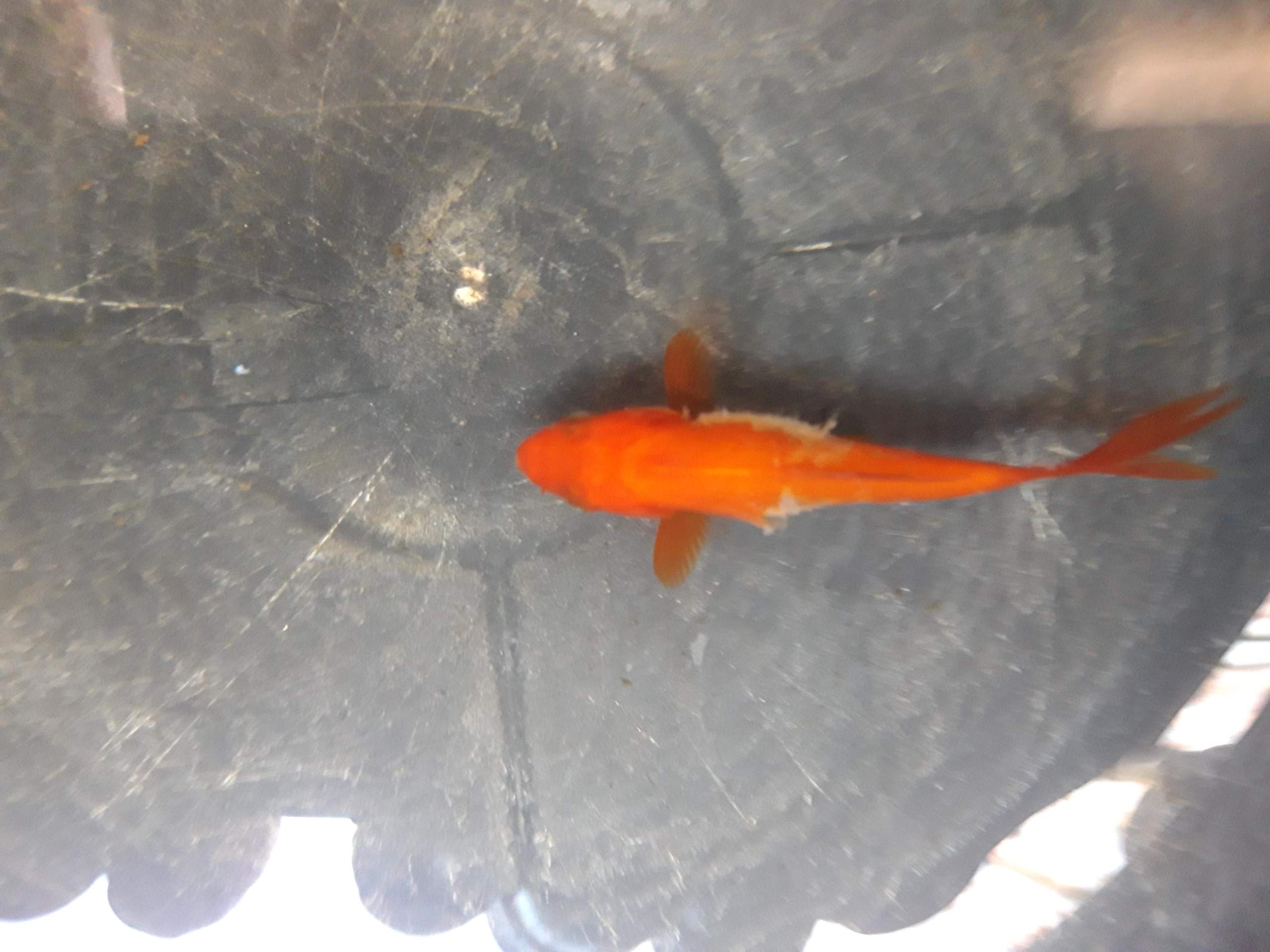 Was ist mit meinem Goldfisch und ist es ansteckend? (Tiere, Krankheit