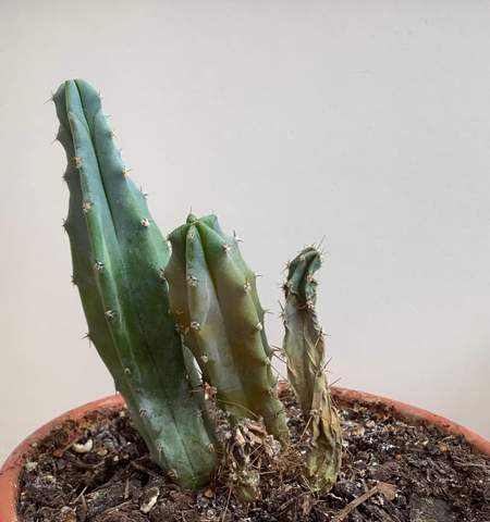 Was ist mit meinem Kaktus falsch gemacht?