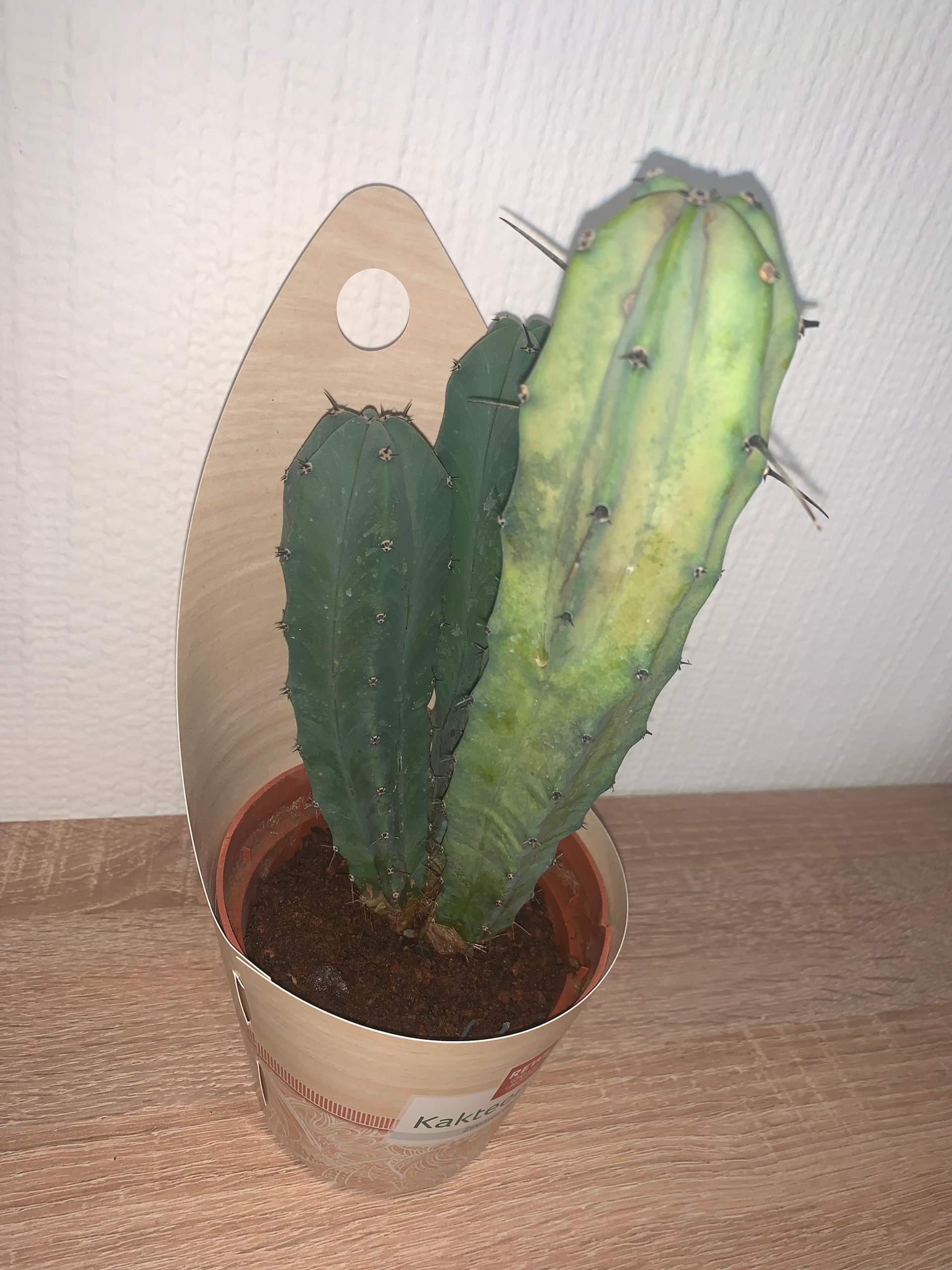 monstera aesthetic Monstera NOID Jungle Mint main image 1