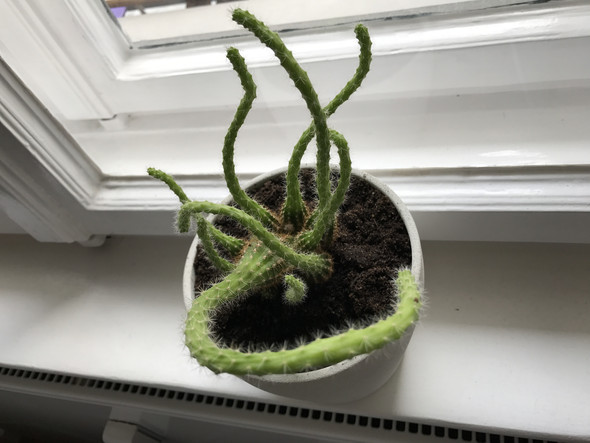Kaktus1 - (Kaktus, Sukkulenten)