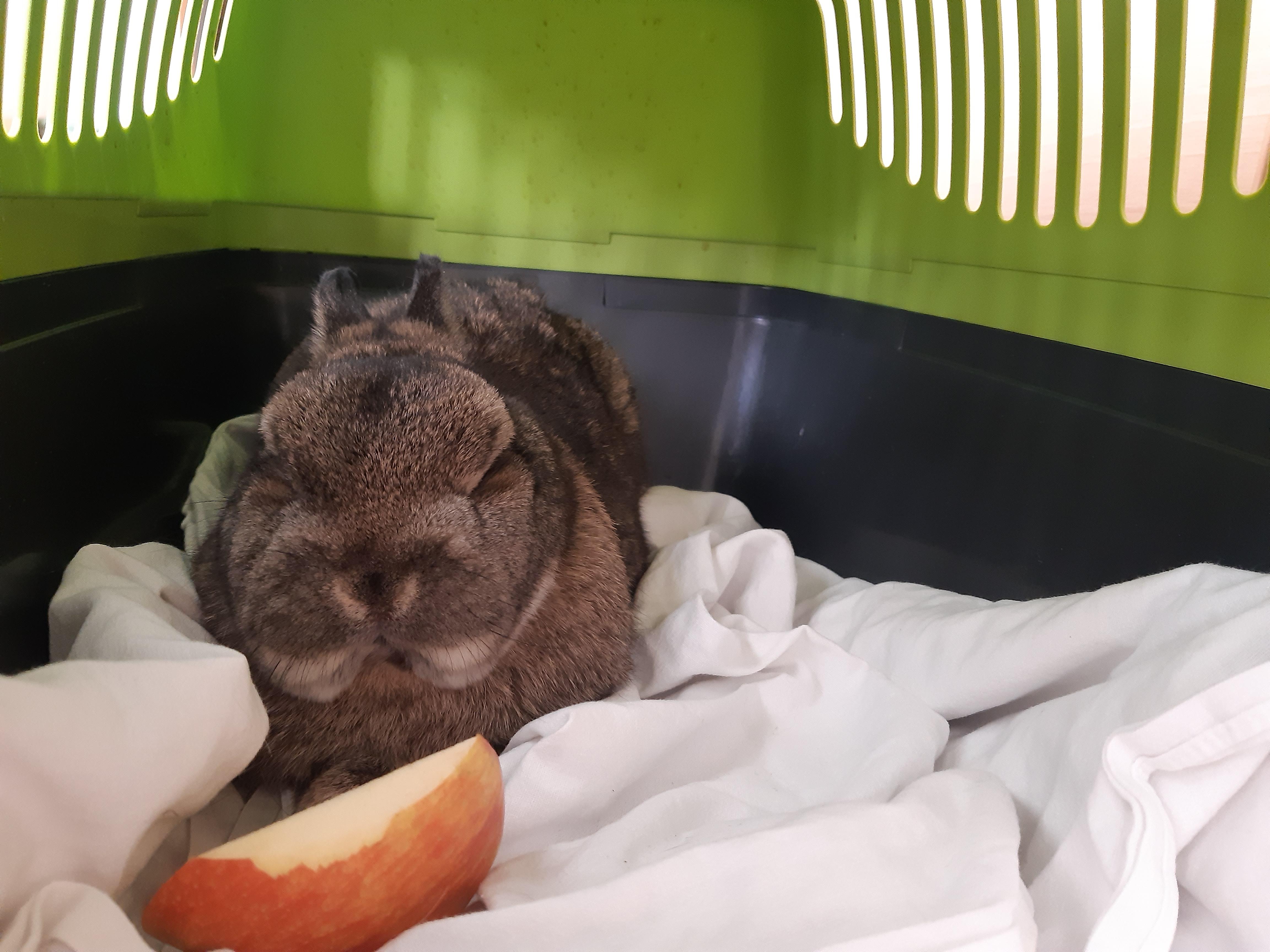 Kaninchen kennenlernen