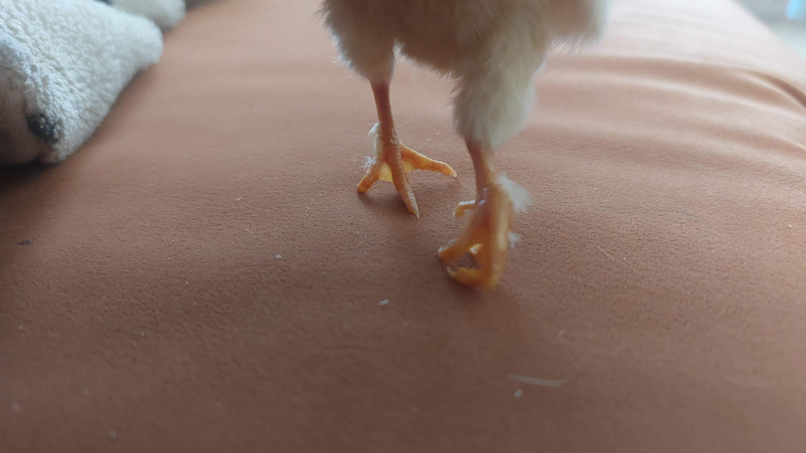 Ab Wann Glucke Mit Küken Zu Anderen Hühnern Was ist mit meinem kücken los? (Küken, Brüten, Brut)