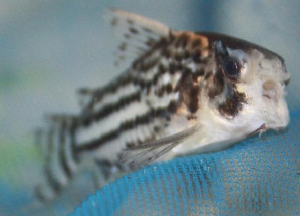 Ein Foto vom Kranken Fisch - (krank, Fische, Aquarium)