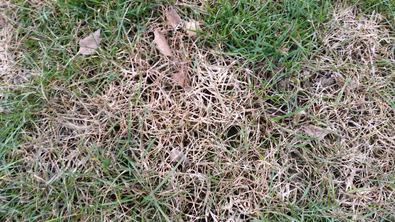 Was ist mit meinem Rasen los? (Krankheit, Garten, Natur)