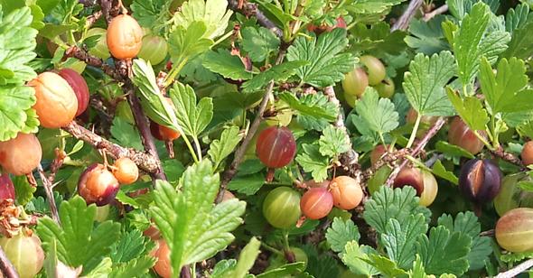 2. - (Garten, stachelbeeren, Beerenobst)