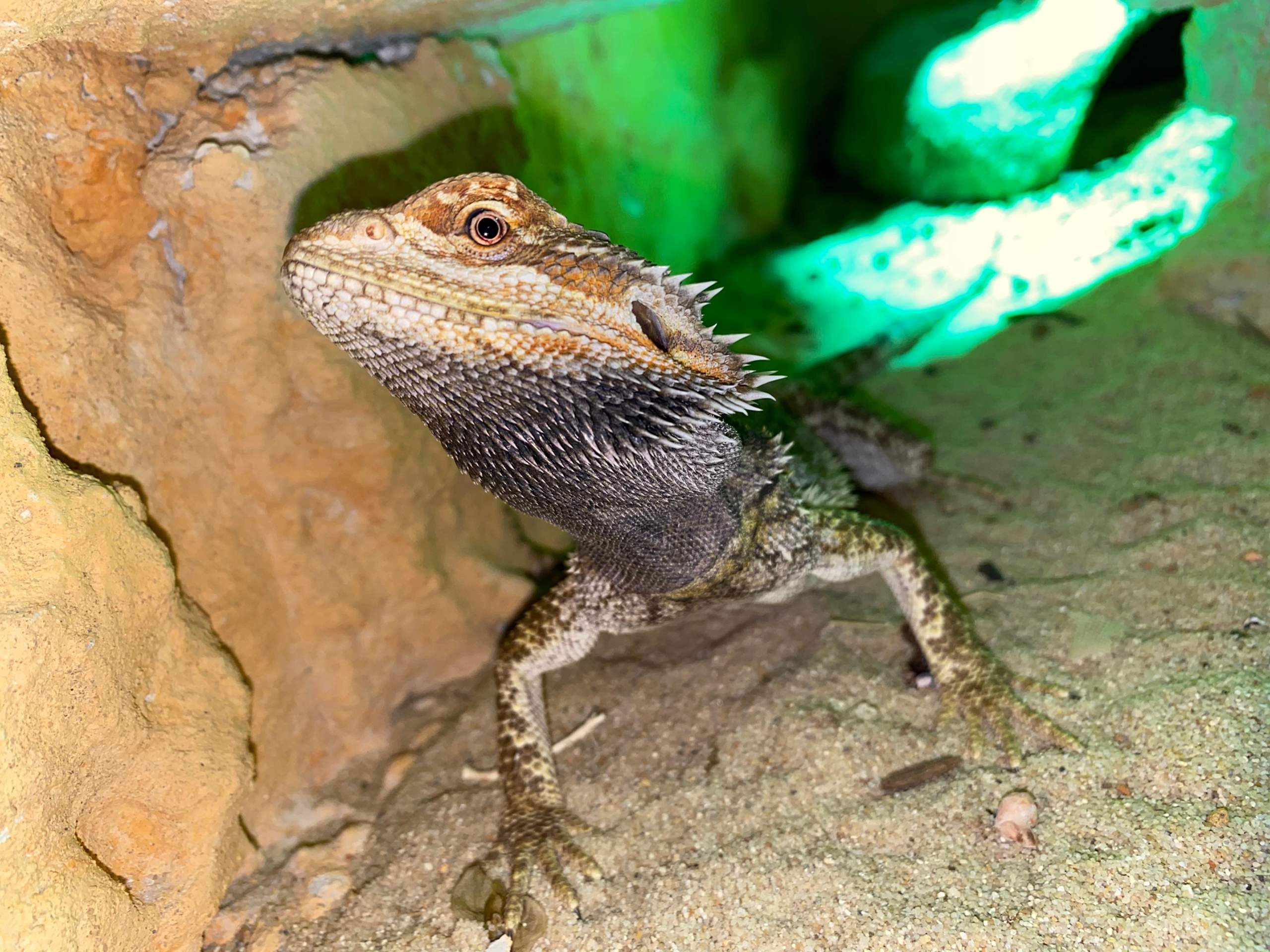 Was ist mit meiner Bartagame? (Tiere, Krankheit, Reptilien) - 0 Full Was ist mit meiner Bartagame? (Tiere, Krankheit, Reptilien) - 0 Full