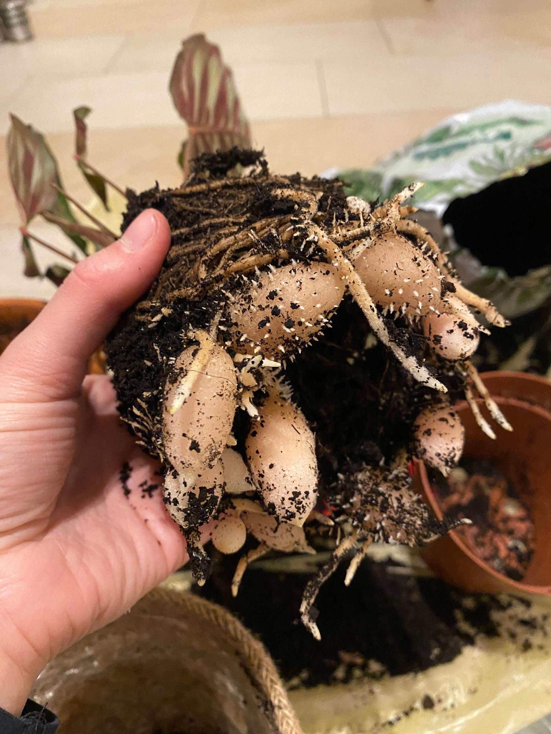 dracaena plant benefits Dracaena Dragon Tree Bicolor Bush