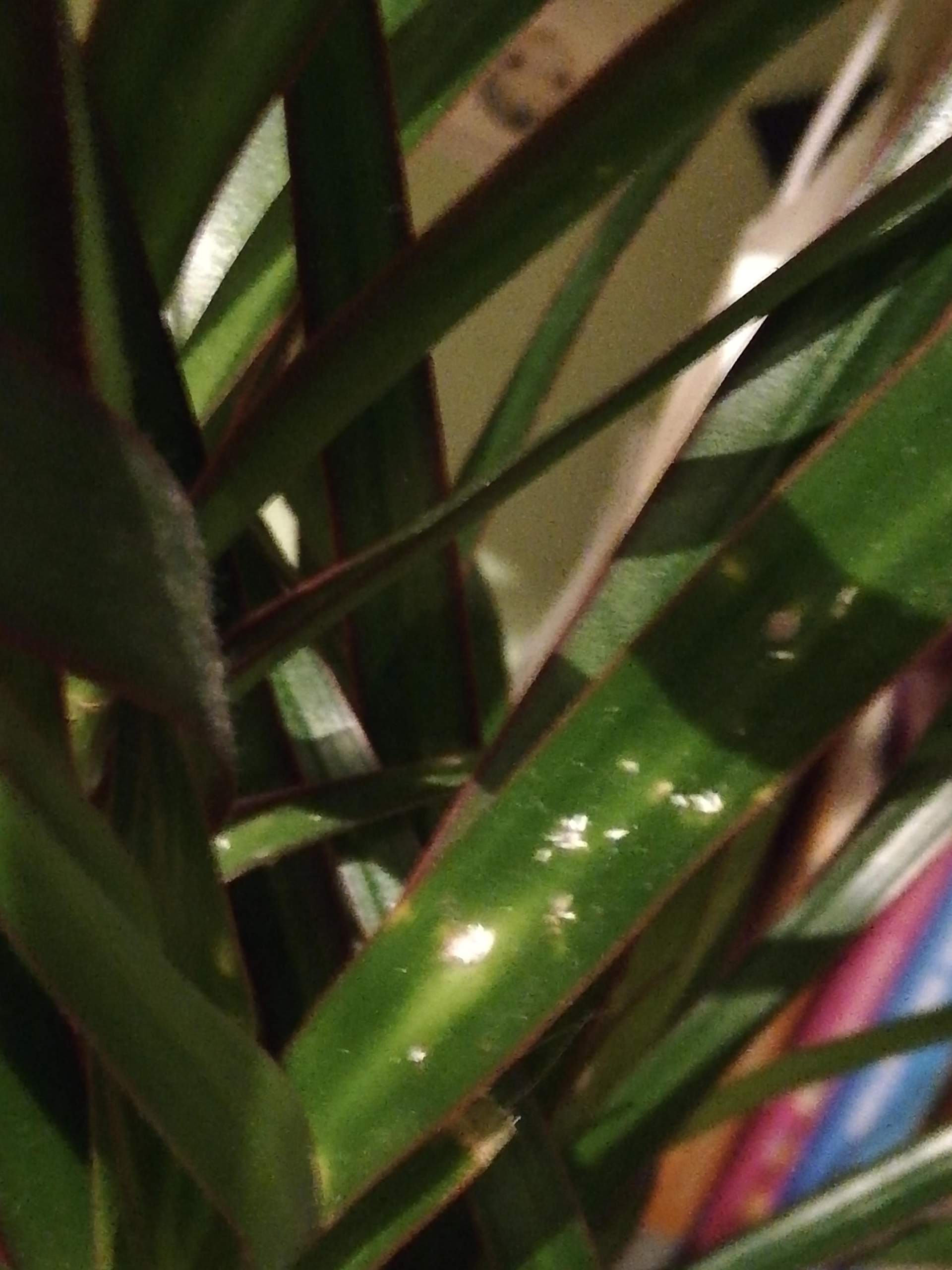 Was ist mit meiner Dracaena Pflanze Los? (Biologie, Pflanzen,  Pflanzenpflege)