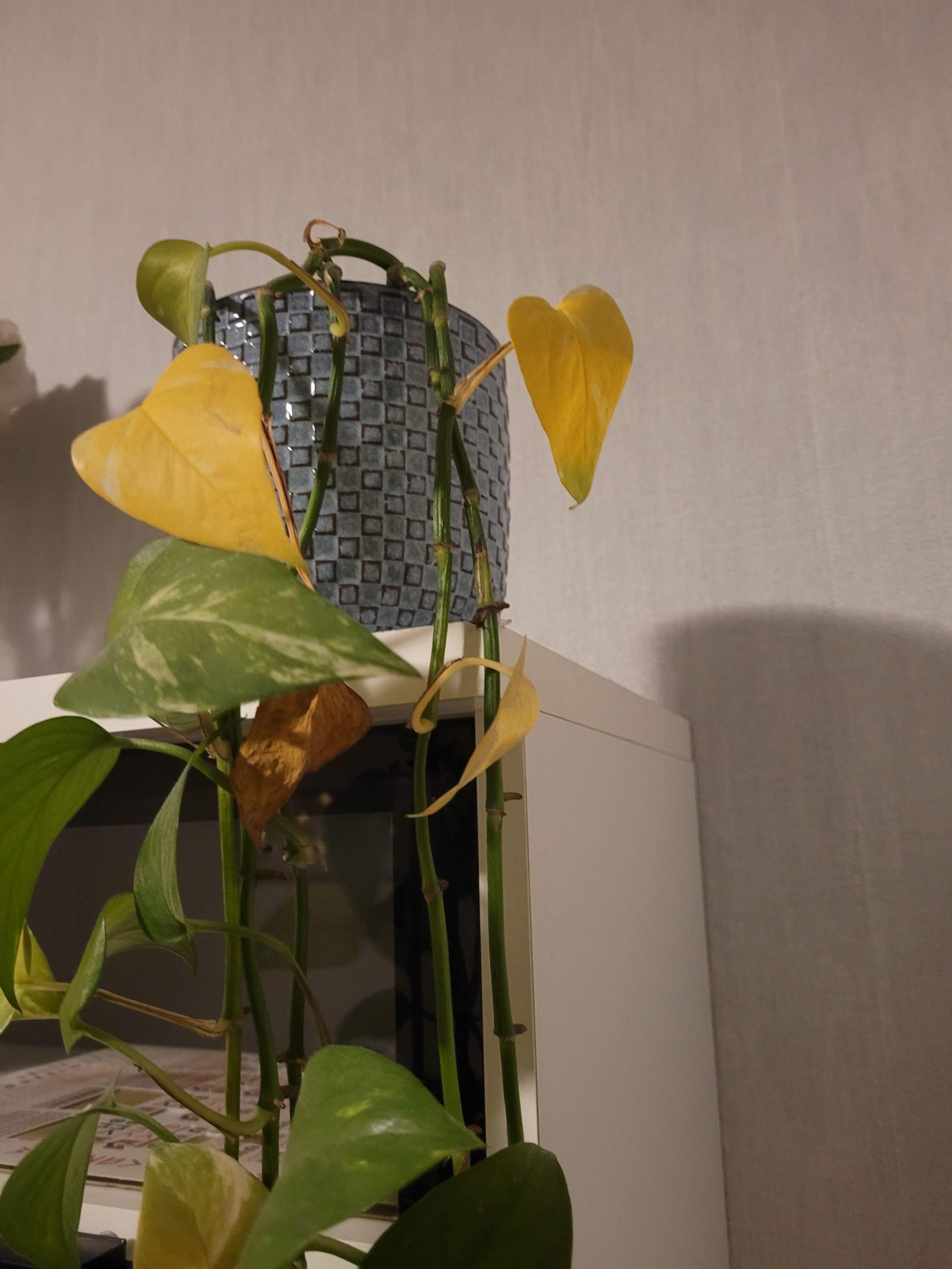 Was ist mit meiner Efeutute (?) los? (Blumen, Pflanzenpflege, Botanik)
