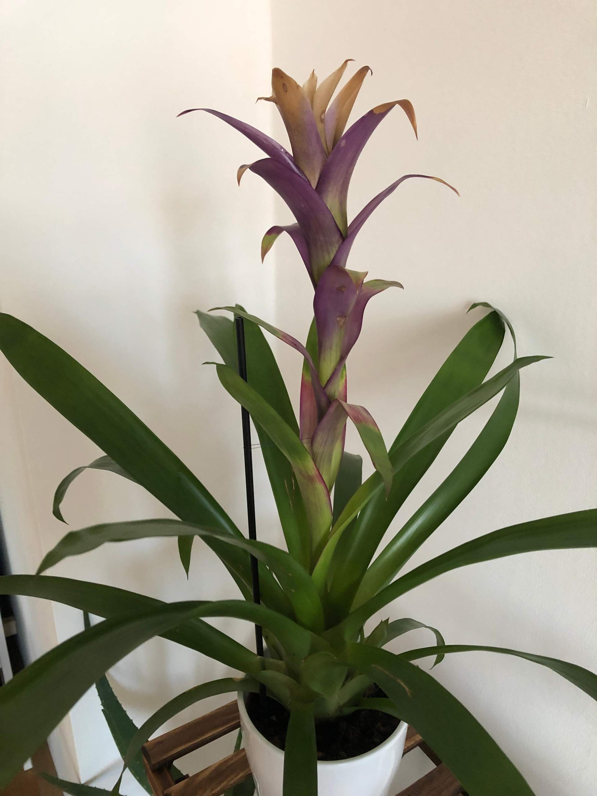 Was ist mit meiner Guzmania los? (Pflanzen, Pflanzenpflege)